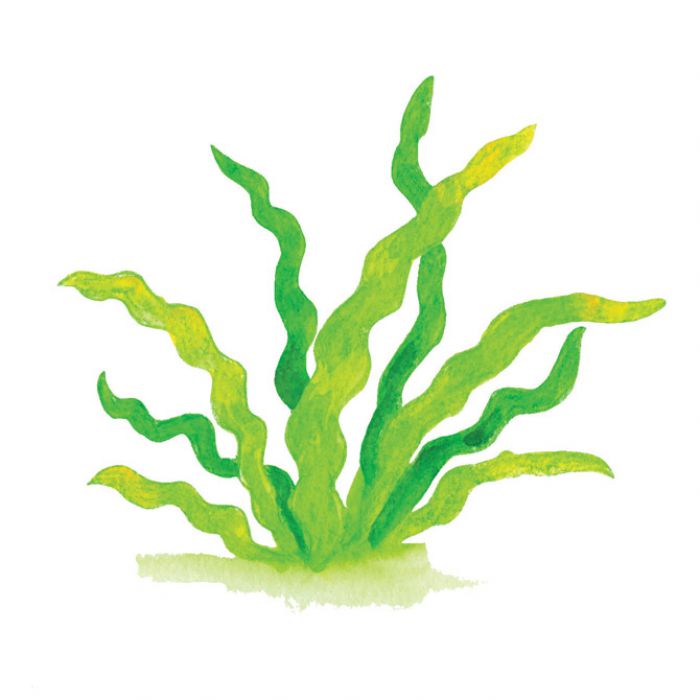 BOJE DRVENE-VODENE  36BOJE PLUS KIST PLUS ŠILJILO AQUARELL FABER CASTELL 114437 BLISTER