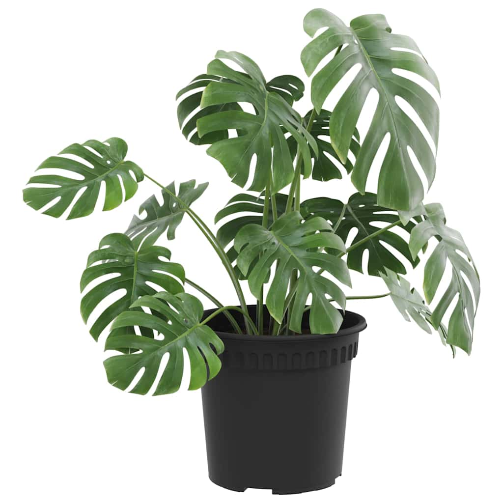 Okrugla saksija za cveće 24 pcs Crna Ø 15 x 12 cm Plastika