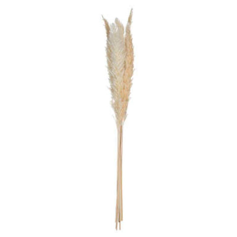 ATMOSPHERA UKRASNA GRANA PAMPAS 65CM 6/1 SUŠENO BILJE BEŽ