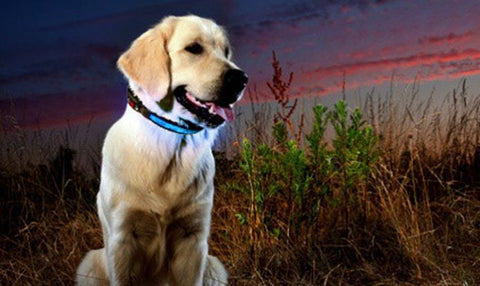 LED svijetleća ogrlica za pse u veličini po izboru